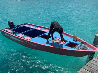 ގެެއްލުނު ޑިންގީ