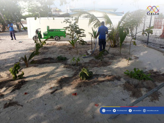 ރަށްފެހި ޕްރޮގްރާމްގެ ދަށުން ސްޓެލްކޯގެ މުވައްޒަފުން ގަސް އިންދަނީ