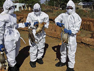 ދޫނި ރޯގާގެ ސަބަބުން ސިއްޙީ މާހިރުން ރައްކާތެރިކަމާއެކު ދޫނިތައް ނައްތާލުމުގެ މަސައްކަތް ކުރަނީ