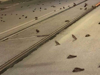 އިޓަލީގެ ރޯމުގެ މަގުތަކުގައި މަރުވެފައިވާ ދޫނިތައް