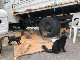 މާލޭގެ ސިނާއީ ސަރަހައްދުގައި ދިރިއުޅޭ ބުޅާތަކެއް. 