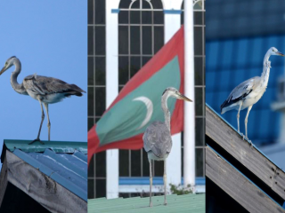 މިއީވާ މާކަނާތަކެއް، މަސް ހޯދަން ދަނީ މާރުކޭޓު މައްޗަށް!