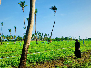 އއ. ތޮއްޑޫ ކަރާ ދަނޑުތައް