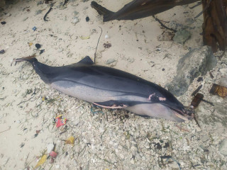 އުލިގަމަށް ލައްގާފައިވާ ކޯމަސް