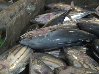 މާރުކޭޓުގައި ވިއްކަން ހުރި މަސްތަކެއް