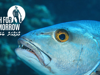 މޯލްޑިވްސް ރެސިލިއަންޓް ރީފްސް ޕްރޮޖެކްޓުގެ ފަރާތުން ހިއްސާކޮށްފައިވާ ފޮޓޯއެއް