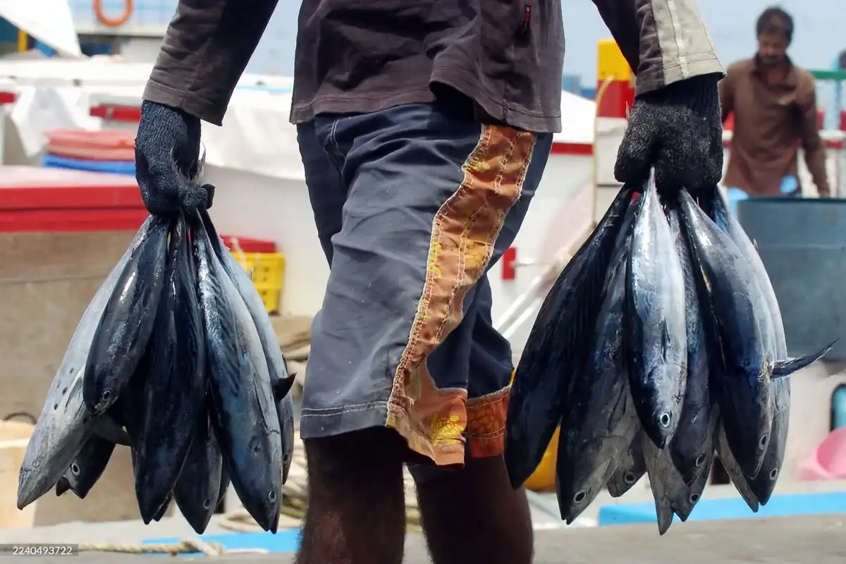 A Maldivian fisherman carries fish to the main fish market in the capital island of Male,