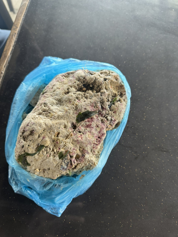 ކޮލަމާފުށިން ގޮނޑުދޮށުން ހޮވި މާވަހަރު ކަމަށް ބެލެވޭ އެއްޗެއް