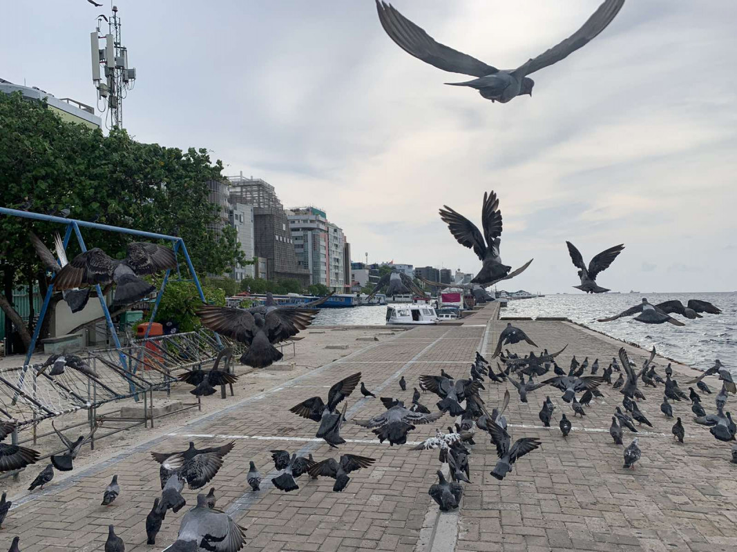 މަސްވެރިންގެ ޕާކު ސަރަހައްދުގައި ކޮތަރުތަކެއް - މާލެ ސަރަހައްދު ލޮކްޑައުންކުރުމާއެކު މަގުމަތީގެ ހަރަކާތްތައް މަދުވެފައިވާއިރު، އެކި ކަހަލަ ދޫނިތަކާއި ޖަނަވާރުތައް މަގުމަތީގެ މިނިވަންކަން ހޯދަމުންދޭ - ފޮޓޯ: ރާއްޖެއެމްވީ