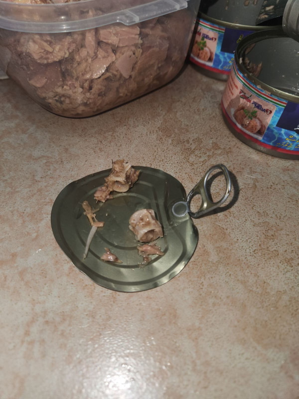 ފެލިވަރުން ގެނައި މަސްދަޅު ކޭހަކުން ކަށި ފެނުން