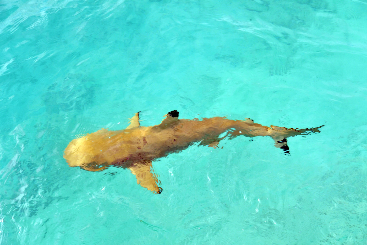 ރާއްޖޭން ޑައިވިންގެ ދުނިޔޭގެ ރެކޯޑު މުގުރާލުން