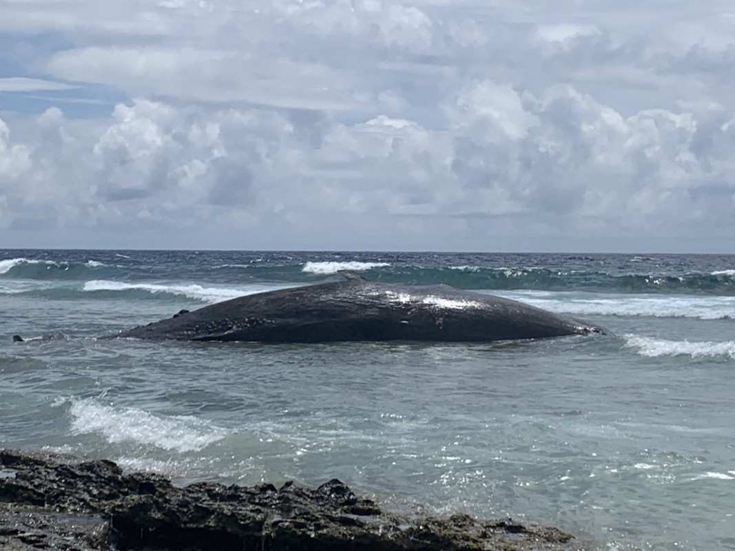 އައްޑޫސިޓީ ހިތަދޫ އަށް ބޮޑު މަހެއް ލައްގައިފި