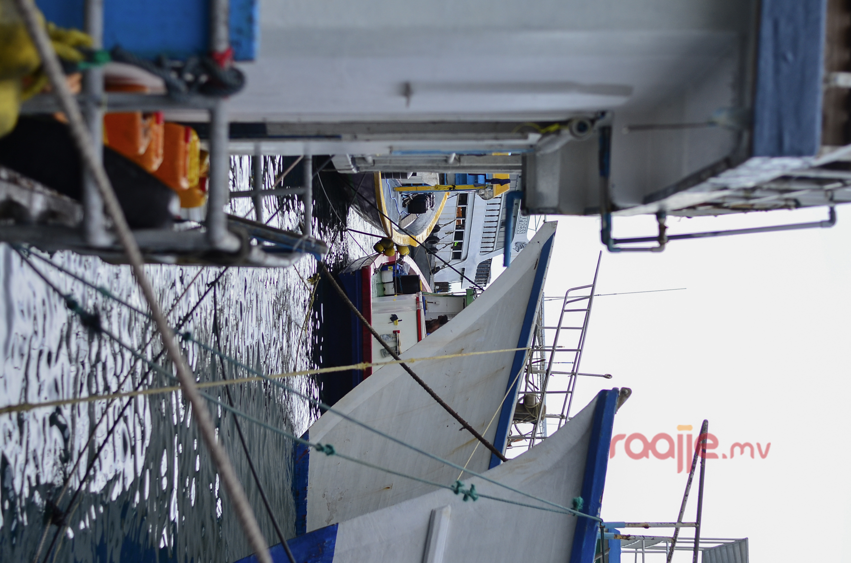 މާލެ ލޯކަލް މާރުކޭޓު ސަރަހައްދު ގައި ވިޔަފާރި ކުރުން 