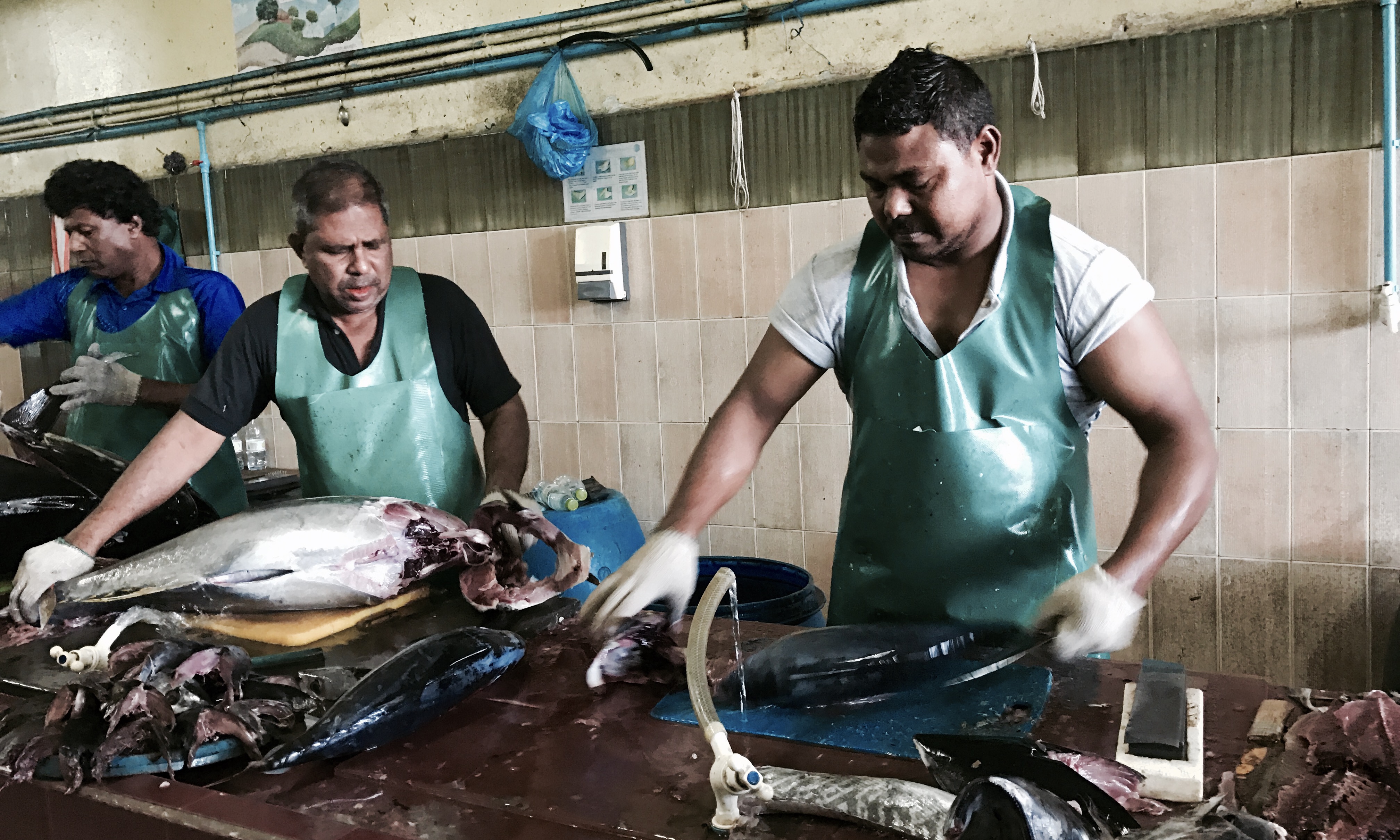 ޖެނުއަރީ 11 2017- މާލެ މަސްވެރިންގެ މާރުކޭޓު ގައި މަސްކަނޑަނީ.---ފޮޓޯ: މުހައްމަދު ޝަރުހާން/ ރާއްޖެ އެމްވީ