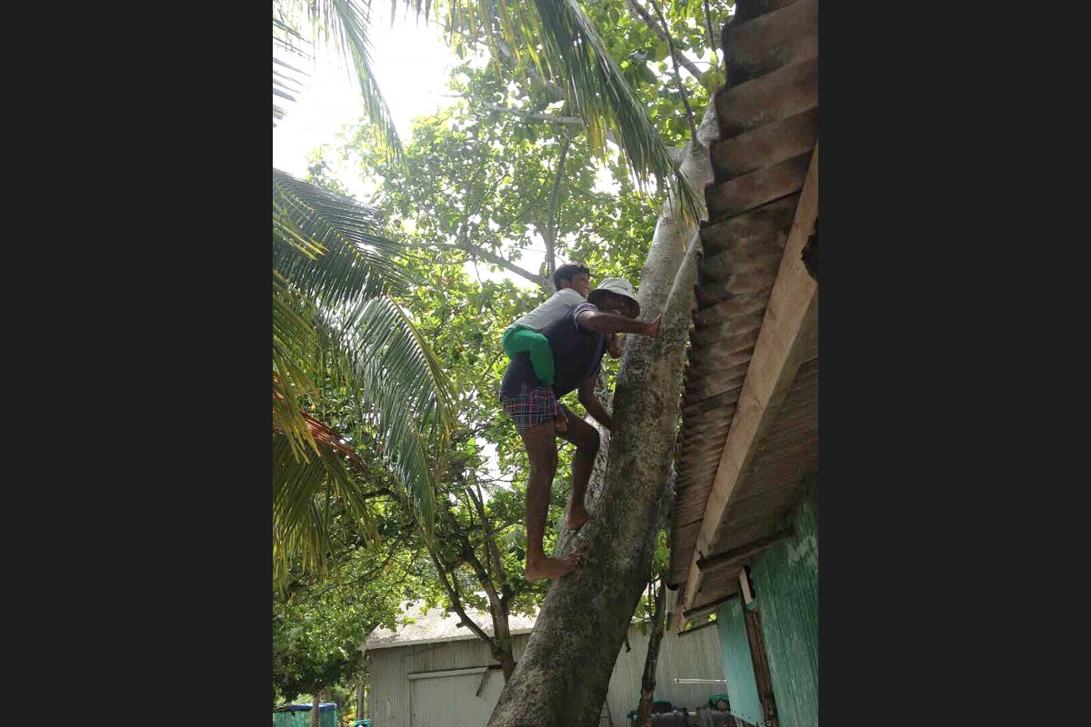 ރައީސް ނަޝީދު އެ މަނިކުފާނު ހަގު ދަރިކަނބަލުން ކޮނޑުފުޅު މައްޗަށް ލައްވައިގެން ގަހަކަށް އަރައިވަޑައިގަންނަވަނީ