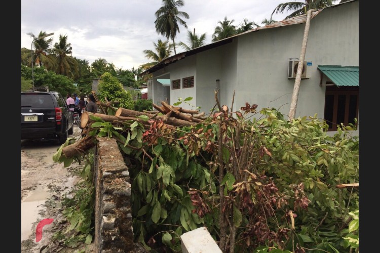 ހިތަދޫ ބޮޑު މަގުގައި ހުންނަ ހެޕީޒޯން ފިހާރަ ކުރިމައްޗަށް ވާގޮތަށް އޮންނަ މަގުގައި ހުރި ބޮޑު ބިޔަ ތިން ގަސް ވެއްޓުނު ނަމަވެސް، މިހަދިސާގައި އެއްވެސް މީހަކަށް ގެއްލުން ލިބިފައެއް ނުވޭ