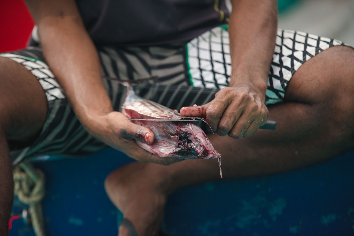 މާލެ މަސްމާރުކޭޓު ސަރަހައްދުގައި އަޅާފައިއޮތް ދޯންޏެއްގައި މީހަކު މަސް ސާފުކުރަނީ. ކޮންމެ ދުވަހަކު ހެނދުނުވަގުތުން ފެށިގެންގޮސް އިރުއޮއްސުމާއި ހަމައަށް މާލެ މާރުކޭޓު ސަރަހައްދު ބާރުބޮޑުވޭ