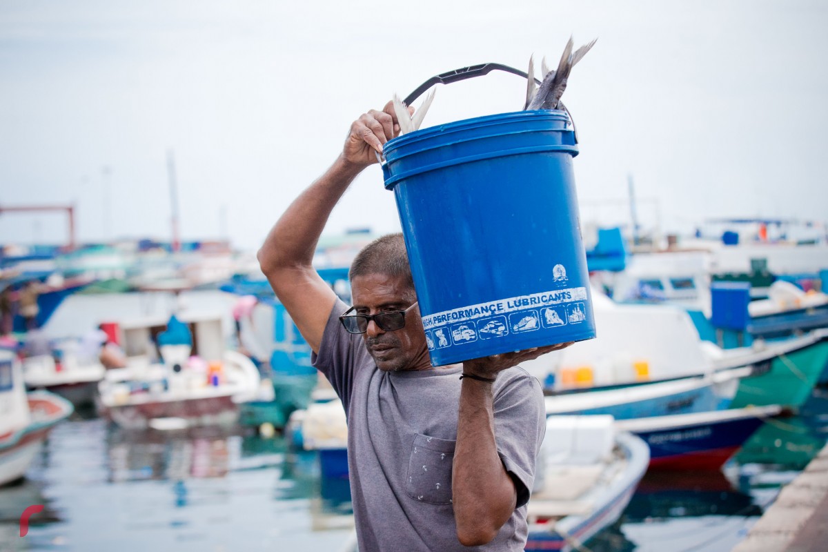 މާލެ މަސްމާރުކޭޓު ސަރަހައްދުގައި އަޅާފައިއޮތް ދޯންޏަކުން މަސްވެރިއަކު މަސް ބާލަނީ. ރޯދަމަހާއި ދިމާކޮށް ކާބޯތަކެތީގެ އަގު އުފުލި ޑިމާންޑް ބޮޑުވޭ 