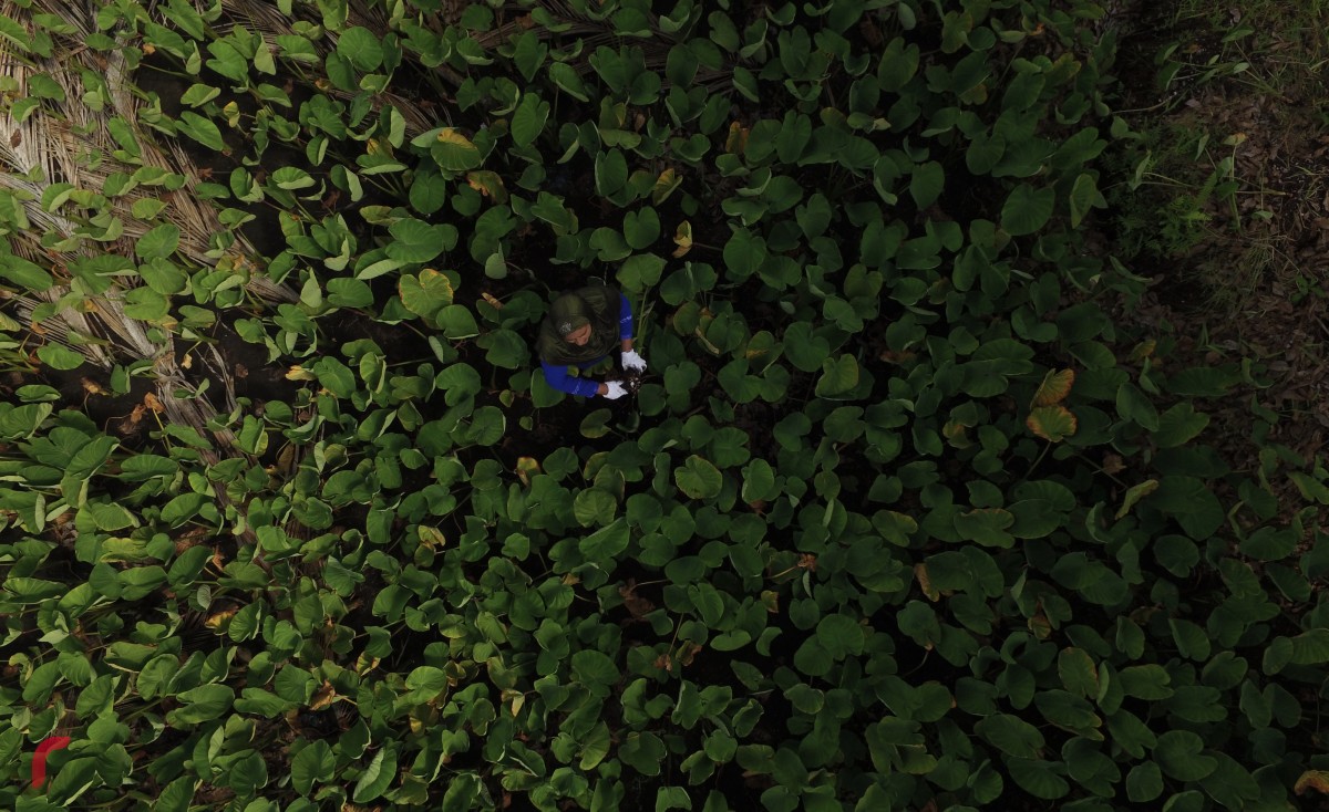 ފުވައްމުލަކުގައި މީހަކު ދަނޑު ހައްދަނީ. ރާއްޖޭގެ އިދާރީ ދާއިރާތައް ލާމަރުކަޒީ އުސޫލުން ހިންގުމުގެ ގާނޫނުގެ ދަށުން ރައީސުލްޖުމްހޫރިއްޔާ ވަނީ ފުވައްމުލަކައް ސިޓީއެއްގެ ދަރަޖަ ދީފައި