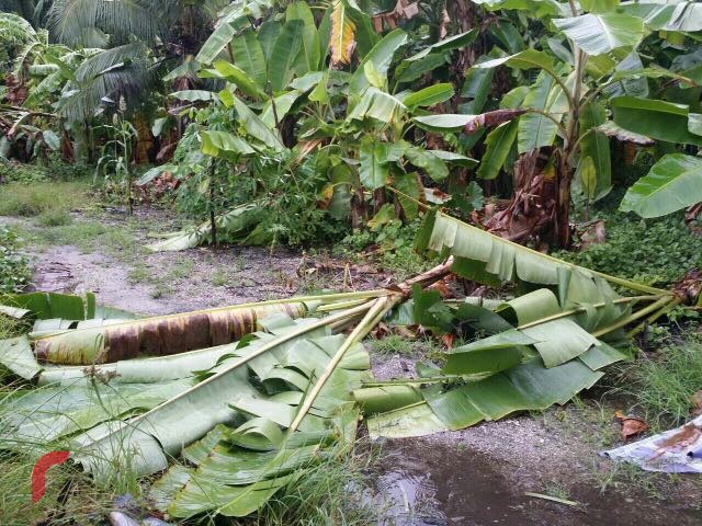 ރާއްޖޭގެ އެކި ސަރަހައްދުތަކަށް ކުރަމުންދާ ވިއްސާރާގައި، ކުނަހަންދޫގައި ފަތްކެޔޮ ގަސްތަކެއް ވެއްޓިފައި.