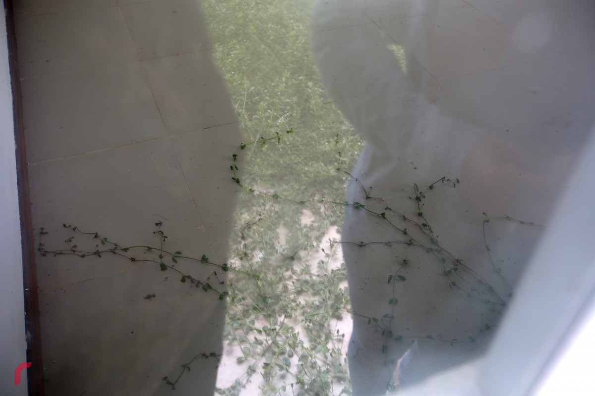 Grass seen growing in the living room of a house that was built for the locals of Kulhudhuffushi