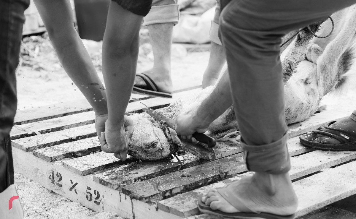 ސެޕްޓެމްބަރު 1، 2017: އަލްހާ ޢީދު ނަމާދަށްފަހު އުޟްހިޔާ ކަތިލަނީ