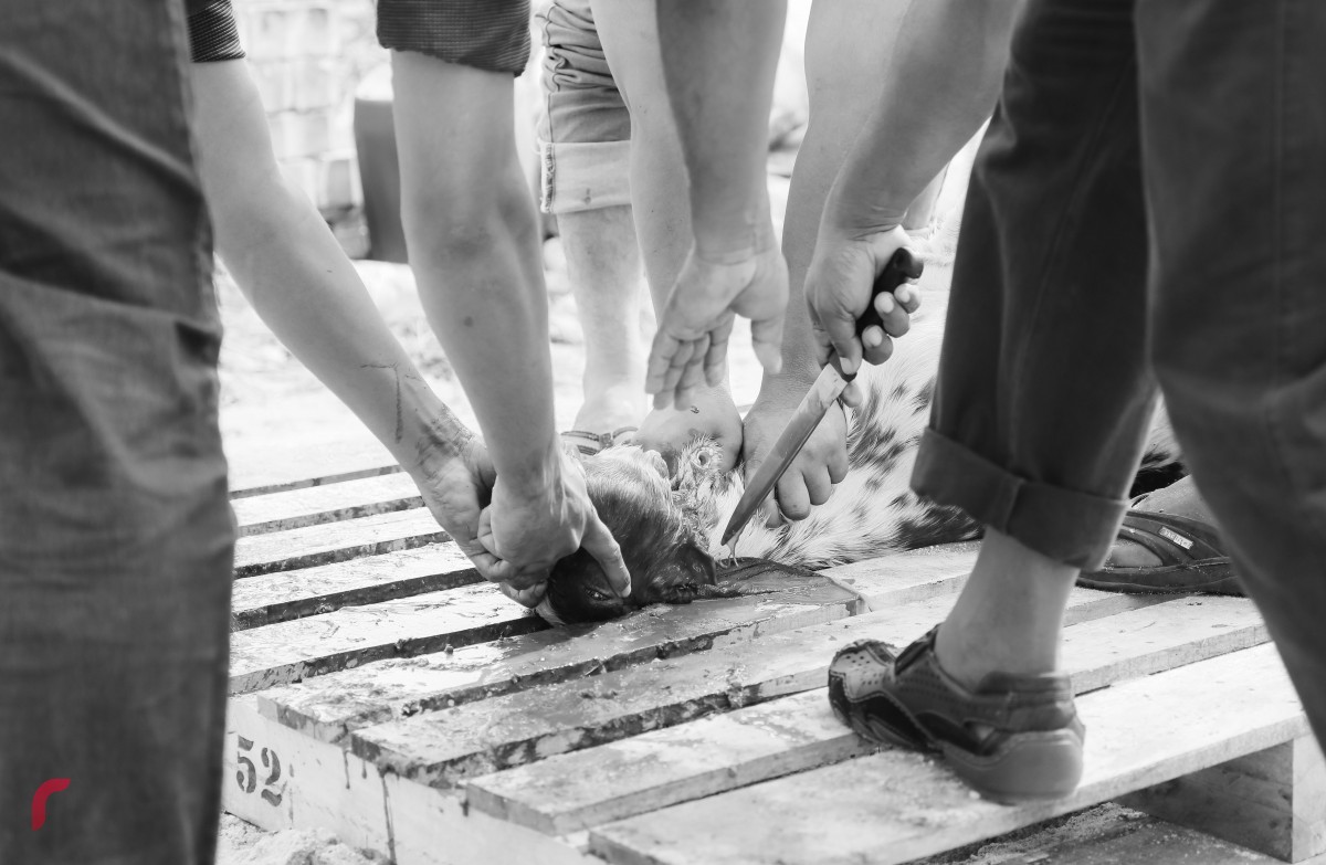 ސެޕްޓެމްބަރު 1، 2017: އަލްހާ ޢީދު ނަމާދަށްފަހު އުޟްހިޔާ ކަތިލަނީ: ބަކަރި ކަތިލުމުގެ އަގަކީ 5000ރ އާއި 8000ރ ދެމެދު