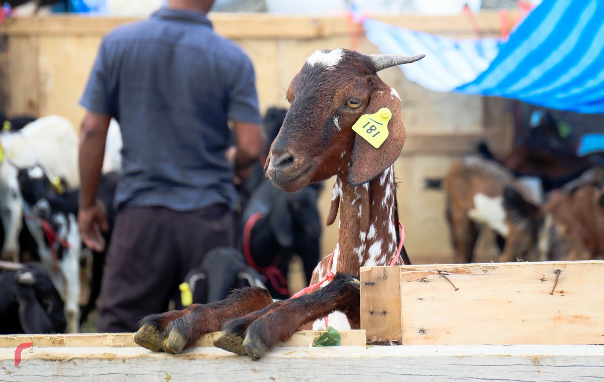 ސެޕްޓެމްބަރު 1، 2017: އަލްހާ ޢީދު ނަމާދަށްފަހު އުޟްހިޔާ ކަތިލަނީ