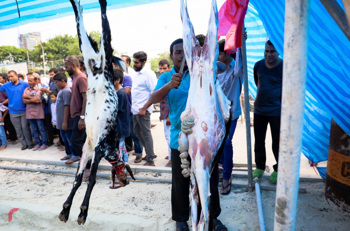 ސެޕްޓެމްބަރު 1، 2017: އަލްހާ ޢީދު ނަމާދަށްފަހު އުޟްހިޔާ ކަތިލަނީ: 500 އަށް ވުރެ ގިނަ ބަކަރި ކަތިލި