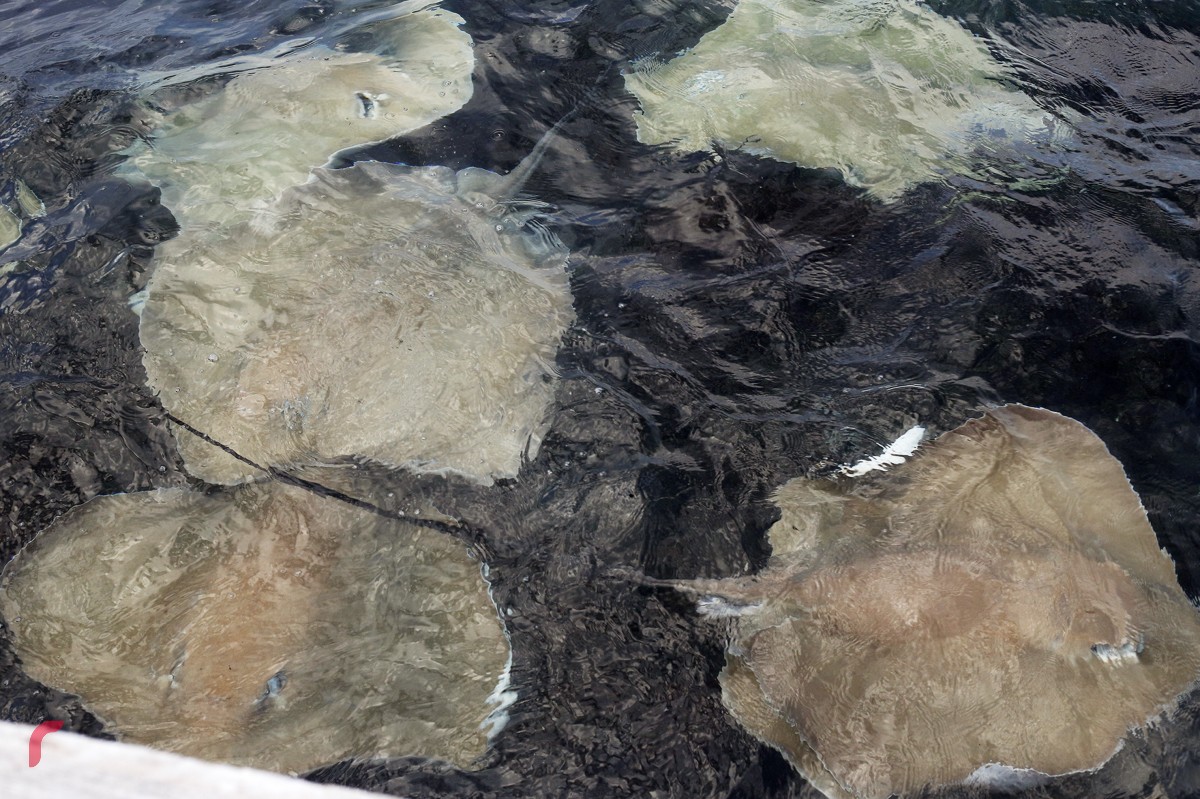 ނަރު ނަގޫ މަޑި (ސްޓިންގް ރޭ) ތަކެއް