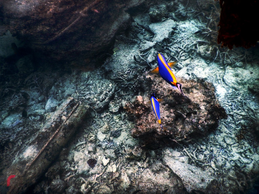 ރާއްޖެޓީވީގެ ފޮޓޯގްރާފަރ އަޝްވާ ފަހީމްގެ "ދަ ލާސްޓް ޕެރަޑައިސް" ވަނީ މިދިޔަ އޮކްޓޯބަރު މަހު ލަންޑަން އަދި ނިޔޯކްގައި އެގްޒިބިޓްކޮށްފައެވެ.