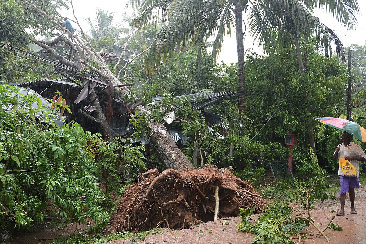 ޑިސެމްބަރު 1، 2017: ދެކުނު އިންޑިއާ ކަނޑުގައި އުފެދުނު ތޫފާން އޮކީގެ ސަބަބުން ލަންކާގައި ގަހެއް ވެއްޓިފައި