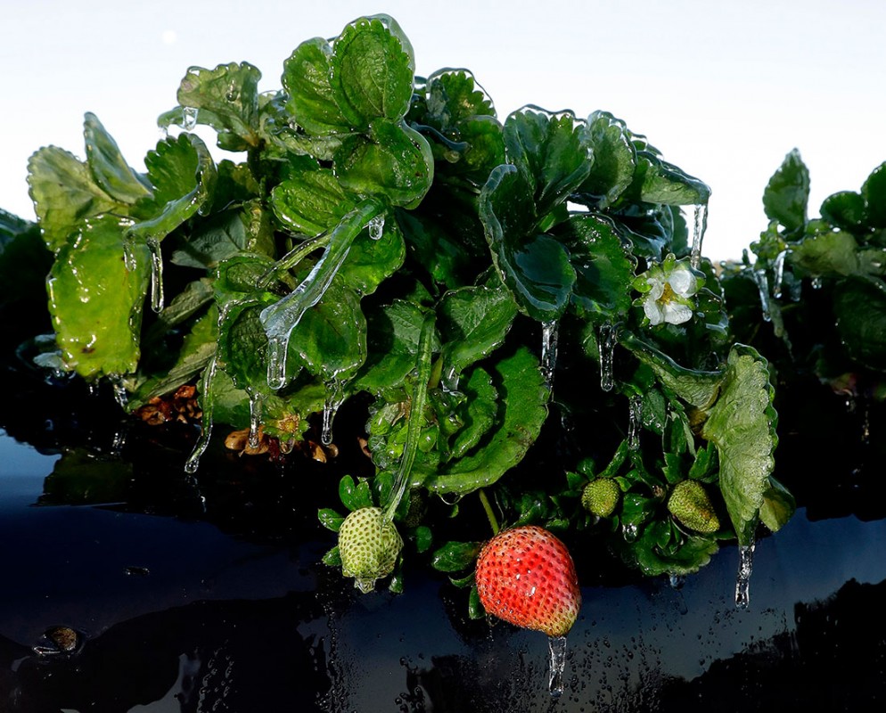 ޖެނުއަރީ 18، 2018: އެމެރިކާގެ ފްލޮރިޑާއަށް ސްނޯވ ފޭބުމުގެ ސަބަބުން ސްޓޯބެރީ ގަހެއްގައި ގަނޑު ހެދިފައި، މިއީ މިފަހުގެ އަހަރުތަކުގައި އައި އެންމެ ފިނިގަދަ ވިންޓާ ކަމަށް މޫސުމާއި ބެހޭ ފަރާތްތަކުން ވަނީ ބުނެފައި