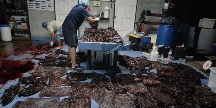 ބޮޑުމަހުގެ ބަނޑުން ނެގި ކޮތަޅުތައް