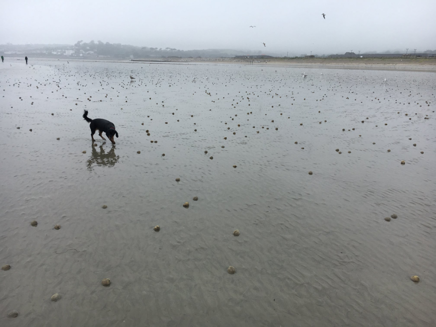 ކޯންވޯލްގެ ގޮނޑުދޮށަށް ލައްގާފައި ހުރި ހިޔަމަތައް