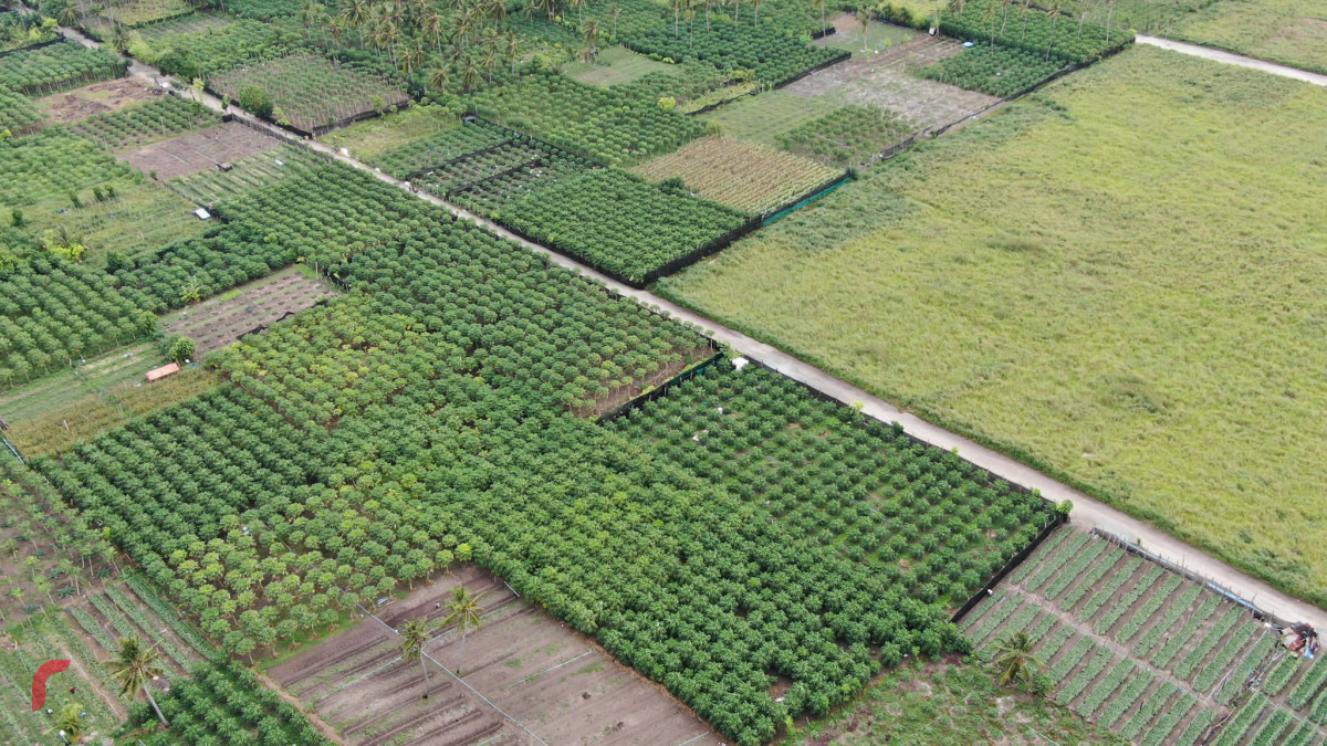 ތޮއްޑޫގެ ދަނޑުތައް-- ފޮޓޯ: ޖުމާން އާދަމް