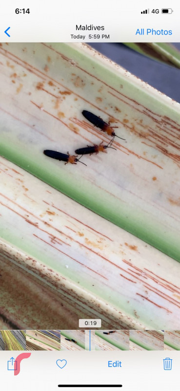 ކޮކޮނަޓް ހިސްޕިޑް ބީޓްލްްއެއް ރުކެއްގެ ފަނެއްގައި