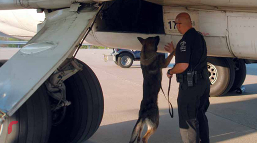 ގޮވާ ތަކެތި ހޯދުމަށް ތަމްރީނުކޮށްފައިވާ ކުއްތާއެއް މަތންދާ ބޯޓެއް ބަލައި ފާސްކުރަނީ