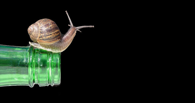 ފިނިހަކައެއްގެ ފޮޓޯއެއް