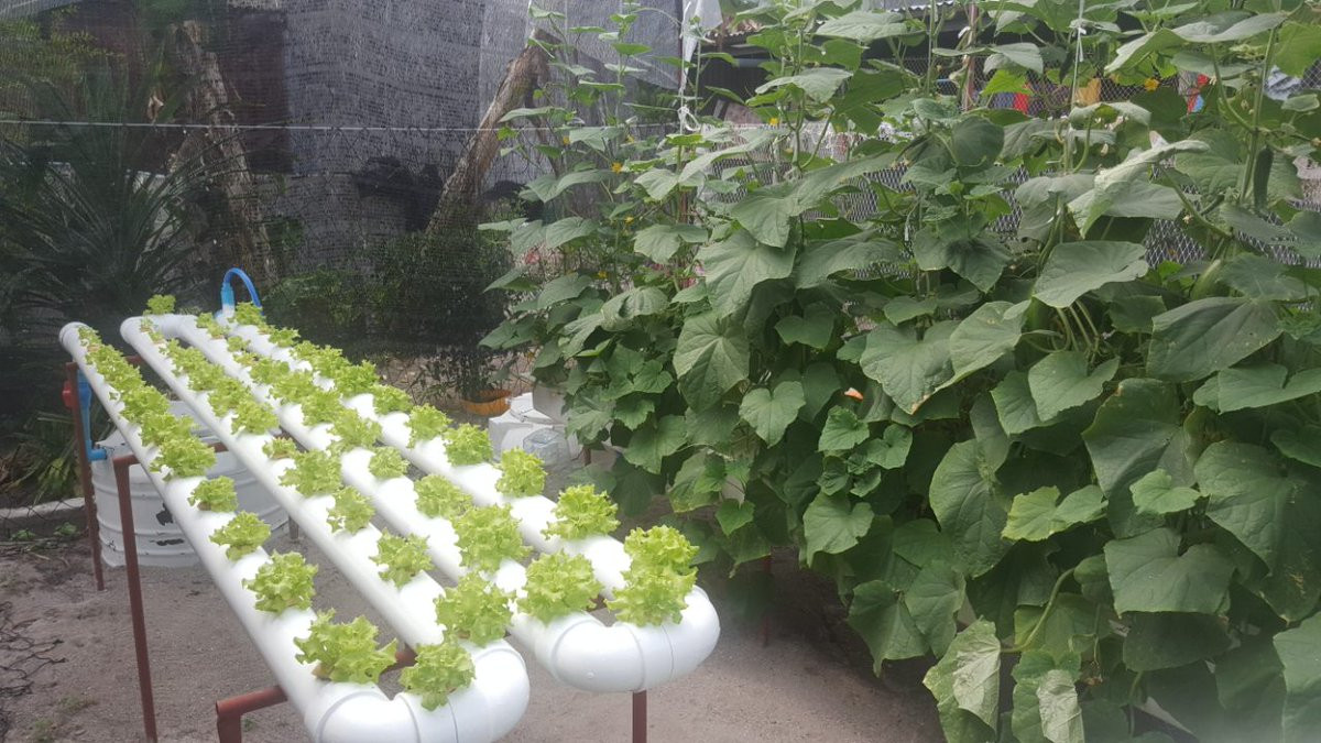 އެގްރިކަލްޗަރ މިނިސްޓްރީގެ އެހީގައި ގެމަނަފުށީގައި ގާއިމްކޮށްފައިވާ ހައިޑްރޯފޯނިކްސް ނިޒާމެއް