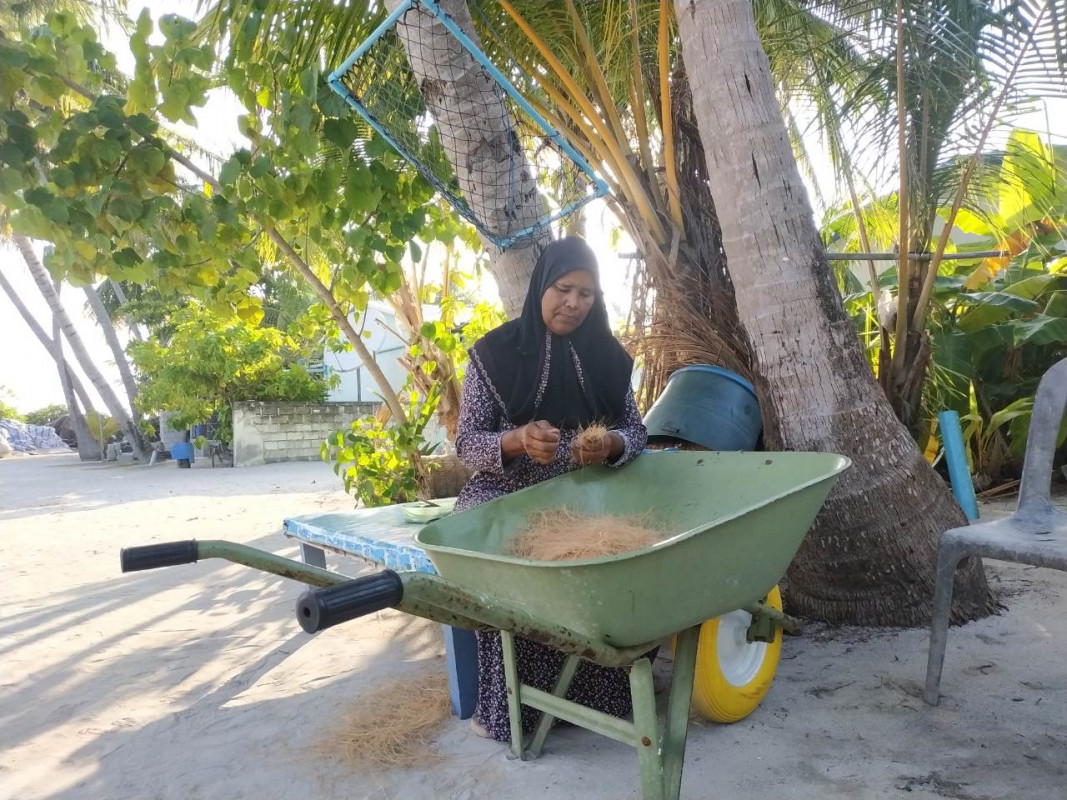 އަންހެނަކު ރޯނު ވެށުމަށް ބޮނބި ނަރު ތައްޔާރުކުރަނީ