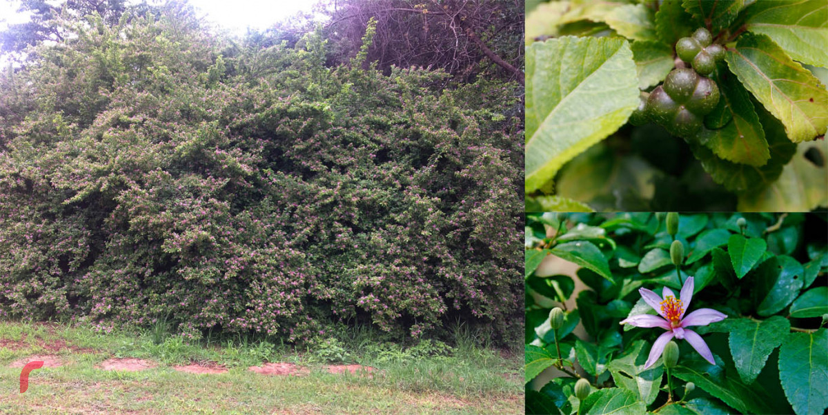 ވިލިމާލޭގައި އިންދާފައިވާ ގަސްތަކެއް