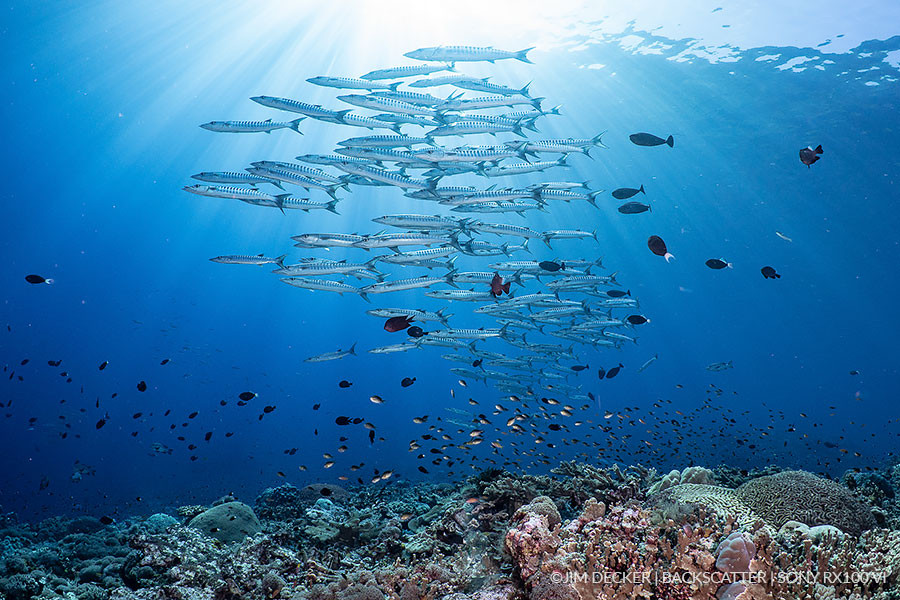 މޫދުގެ މާޙައުލާއި ދިރޭތަކެތީގެ ނަސްލަށް ލިބޭ ގެއްލުމުގެ %29 ޙިއްސާކުރަނީ މަސްވެރިކަން