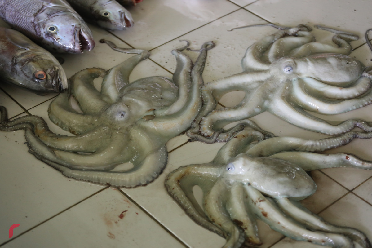 11 މެއި 2019: މަސް މާރުކޭޓުގައި ވިއްކަން ހުރި ބޯވަތަކެއް -- ފޮޓޯ: ޝުއައިބް މުހައްމަދު