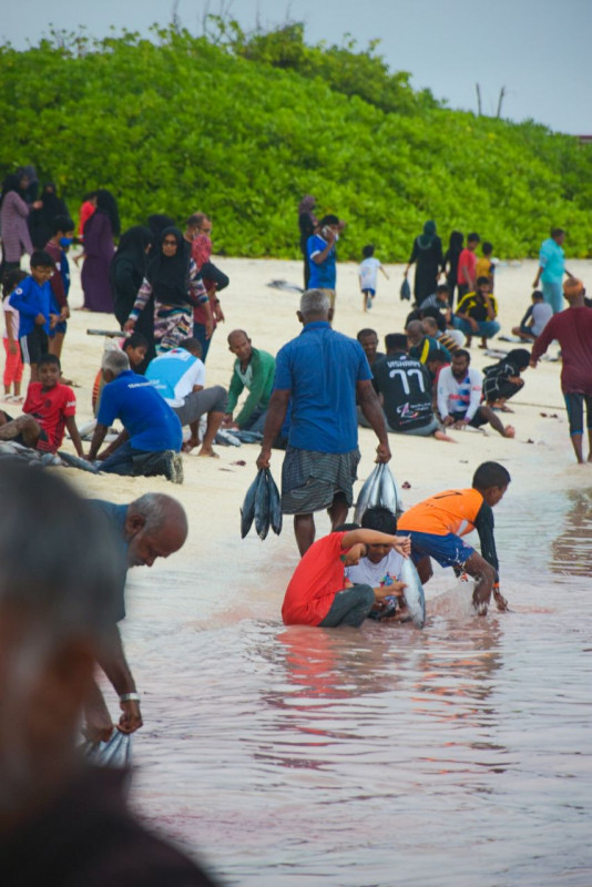 ހއ. ދިއްދޫ ފަޅުތެރެއަށް ރާގޮނޑި އައިނެއް ވަނުން - ރާގޮނޑިތައް ދިއްދޫގެ ގޭގެޔަށް ވަނީ ބަހާފައި، ރަށުގެ ރައްޔިތުން ސިފަކުރި ގޮތުގައި މިއީ ރާގޮނޑި މަސް ޢީދެއް - ފޮޓޯ: މަލީހާ ރަޝީދު