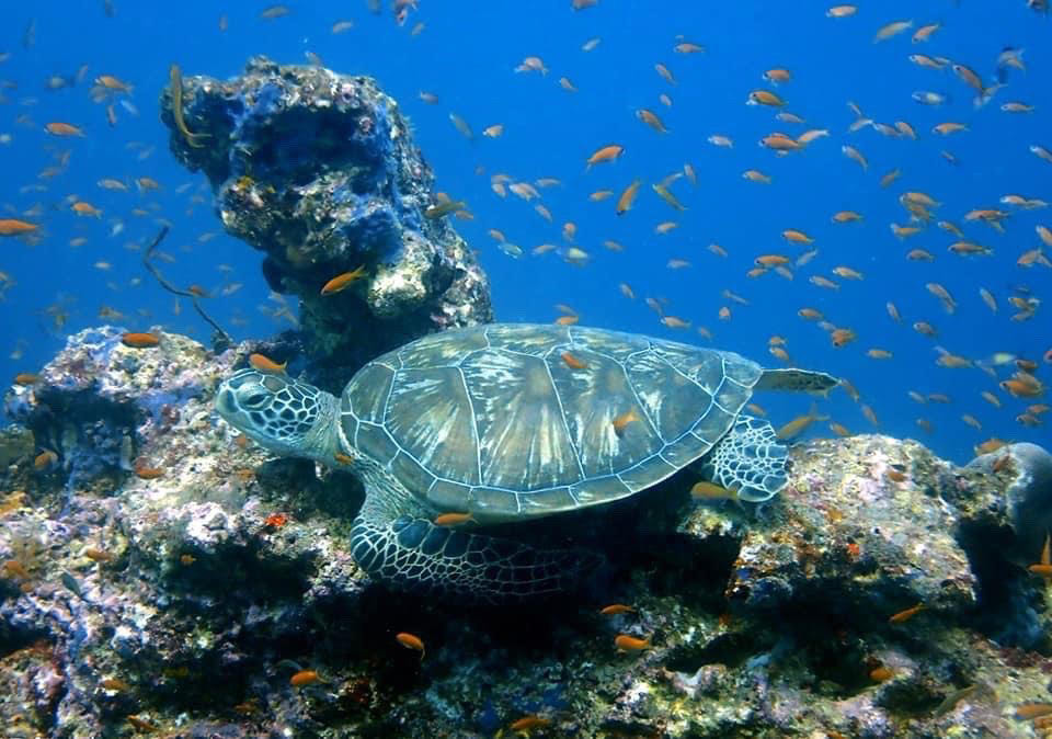 ވެލައެއް - ތިމާވެށީގެ ގާނޫނުގެ ދަށުން ދިރޭތަކެތީގެެ ނަސްލު ރައްކާތެރި ކުރުމަށް ވެލާ، ކަހަނބުގެ ހުރިހާ ބާވަތެއް ވަނީ ހިމާޔަތްކުރެވިފައި