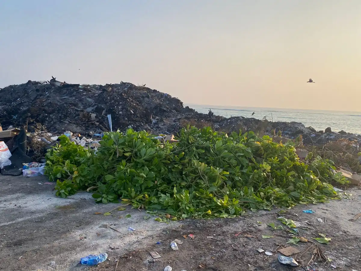 ހޯރަފުށީ އެއަރޕޯޓުގައި އިންދާފައިވާ ގިނަ އަދަދެއްގެ ގަސްތައް ނަގާ އެ ރަށުގެ ކުނި ގޮނޑަށް އުކާލާފައި