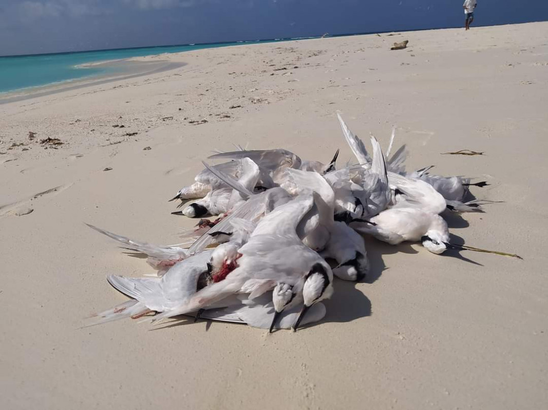 އެއަރ ޓެކްސީން ޖެހި މަރުވި ކިރުދޫނިތައް