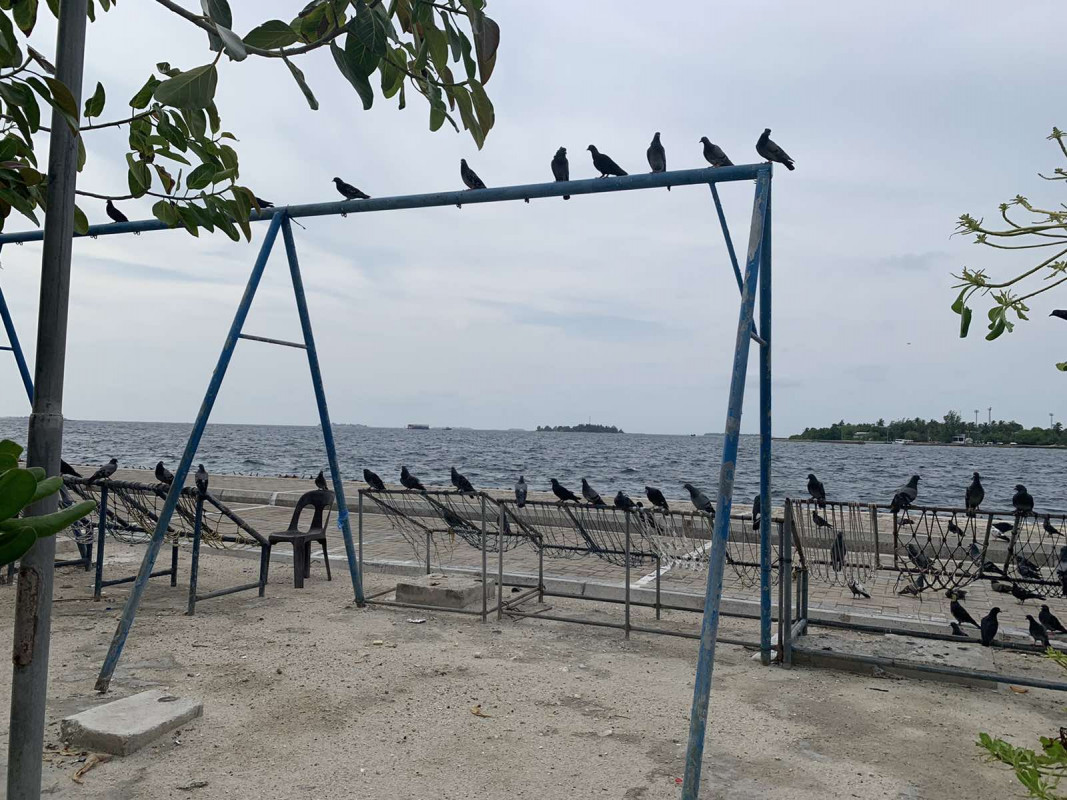 މަސްވެރިންގެ ޕާކު ސަރަހައްދުގައި ކޮތަރުތަކެއް ޖޯލިފަތީގައި އާއި ދަނގަޑުމަތިގައި ޖައްސާލައިގެން - ފޮޓޯ: ރާއްޖެއެމްވީ