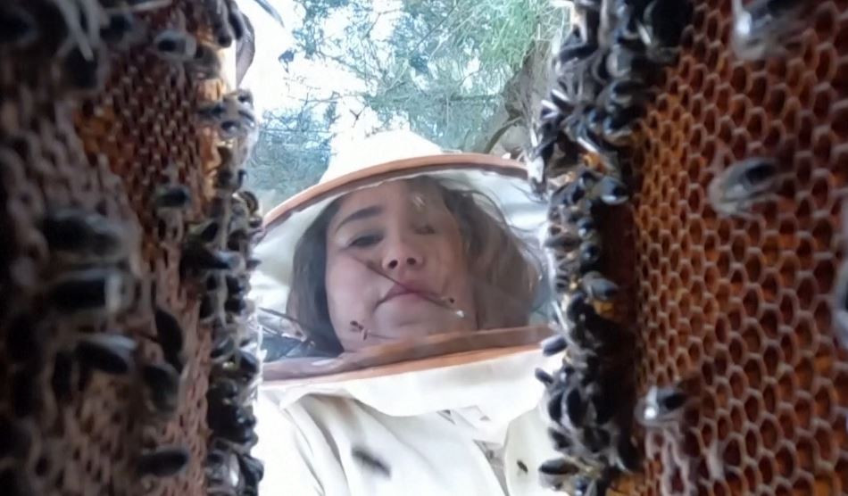 ބީ ފާމުގައި ޝާނީ މަސައްކަތް ކުރަނީ